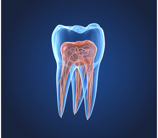 Endodontics